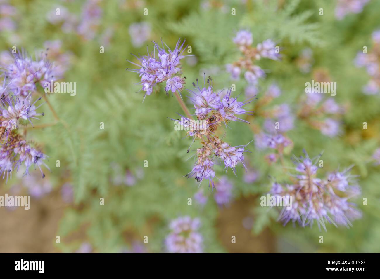 Blue tansy of phacelia flowering plant in cultivated field, selective focus Stock Photo
