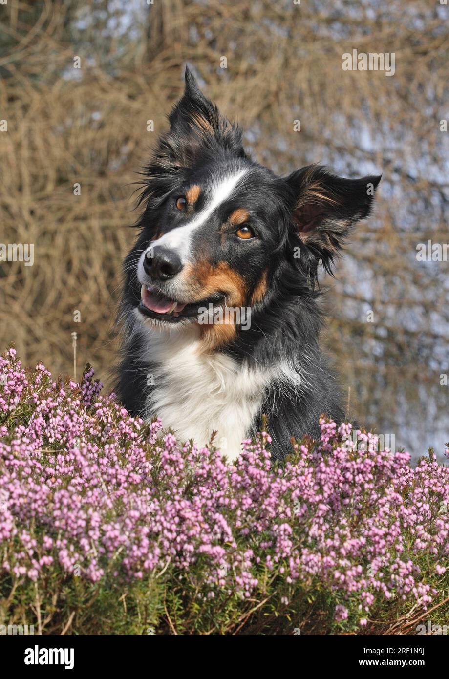 Border collie lying on rocks in erica herb. Portrait shot, head shot. In the background trees and some blue sky, FCI, Standard No. 297 Stock Photo