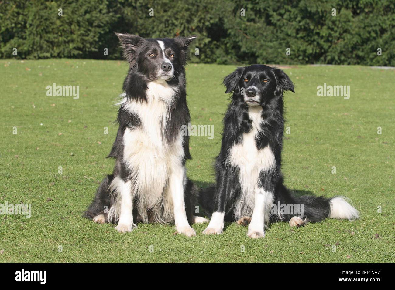 Border collie side hi-res stock photography and images - Alamy