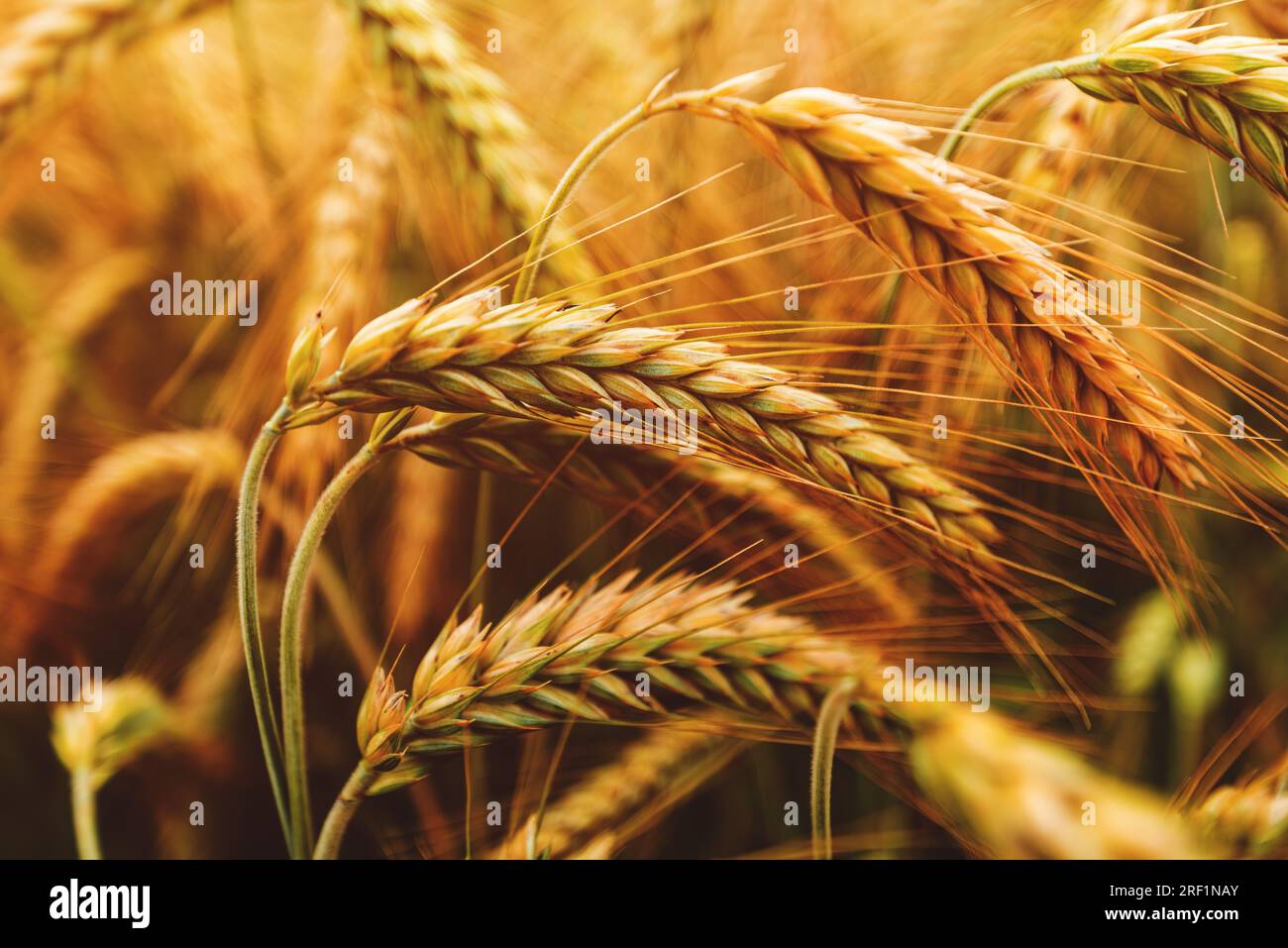 Ripening ears of common wheat (Triticum aestivum) cultivated crops in field, selective focus Stock Photo