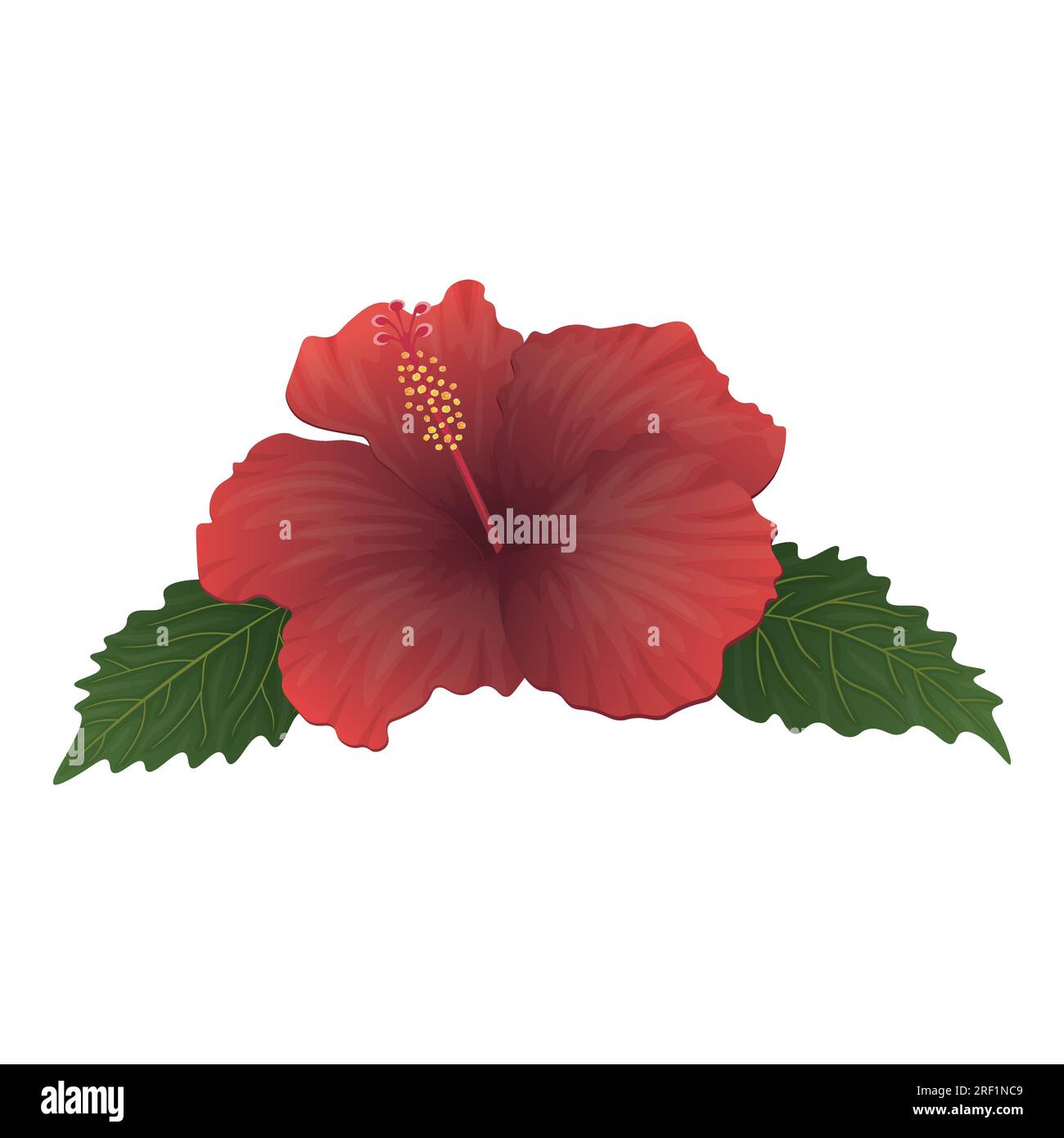 vector image of red hibiscus with green leaves Stock Vector Image & Art ...
