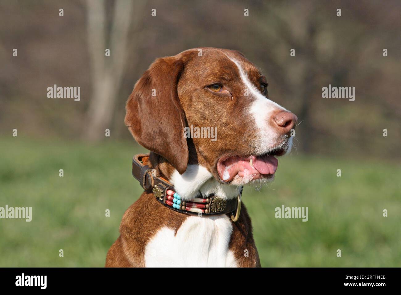 Mixed breed hunting dogs 2025