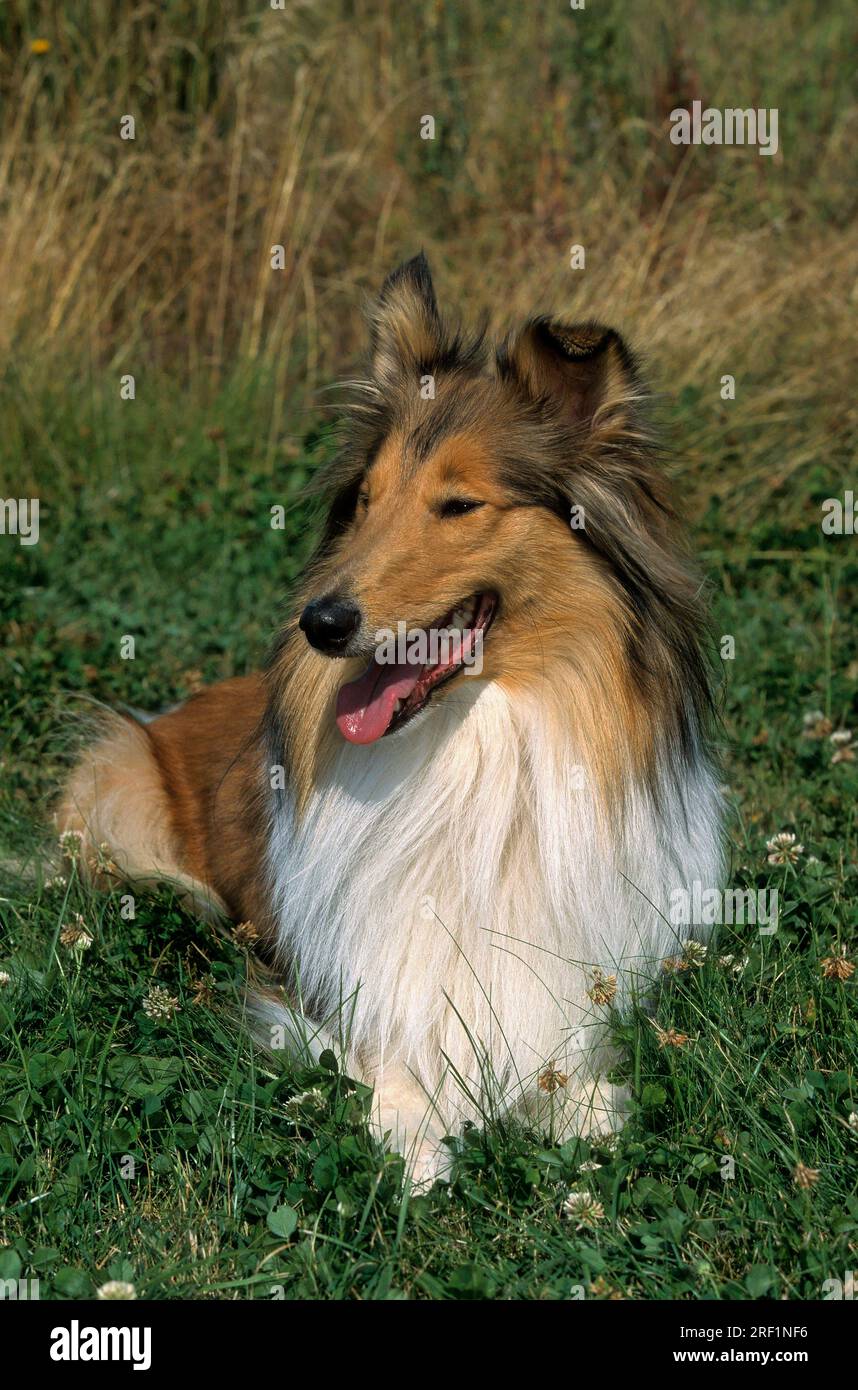 Standard rough collie 2025