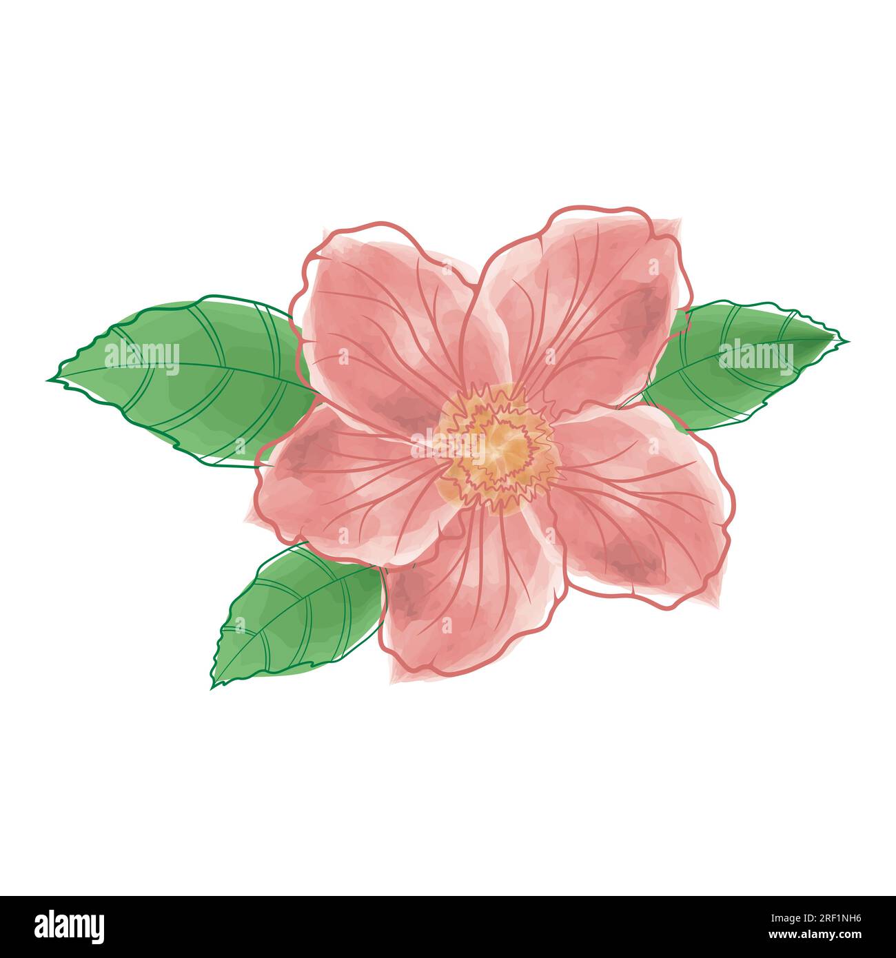 vector image of watercolor hibiscus flower Stock Vector Image & Art - Alamy