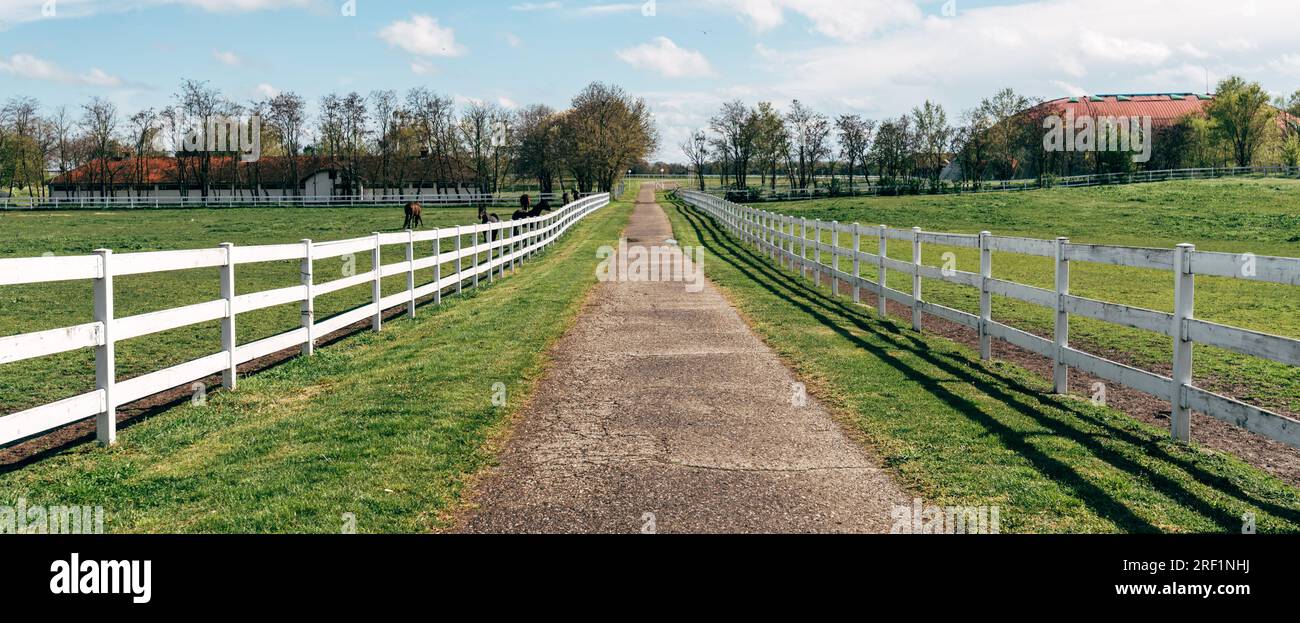 White wooden horse paddock fence on equestrian farm. Group of animals grazing on fresh spring grass. Panoramic image with selective focus. Stock Photo