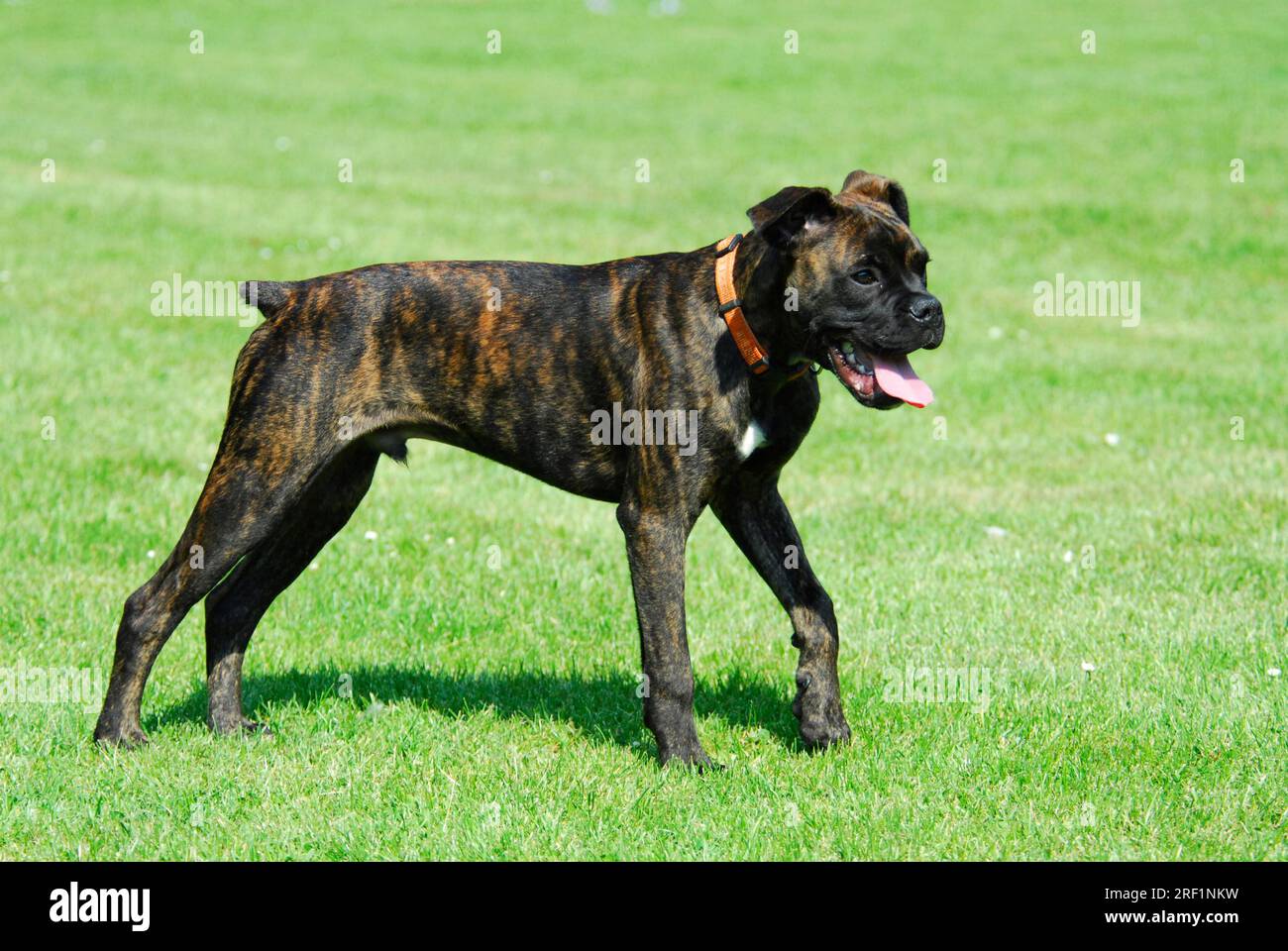 cachorros boxer plott hound mix