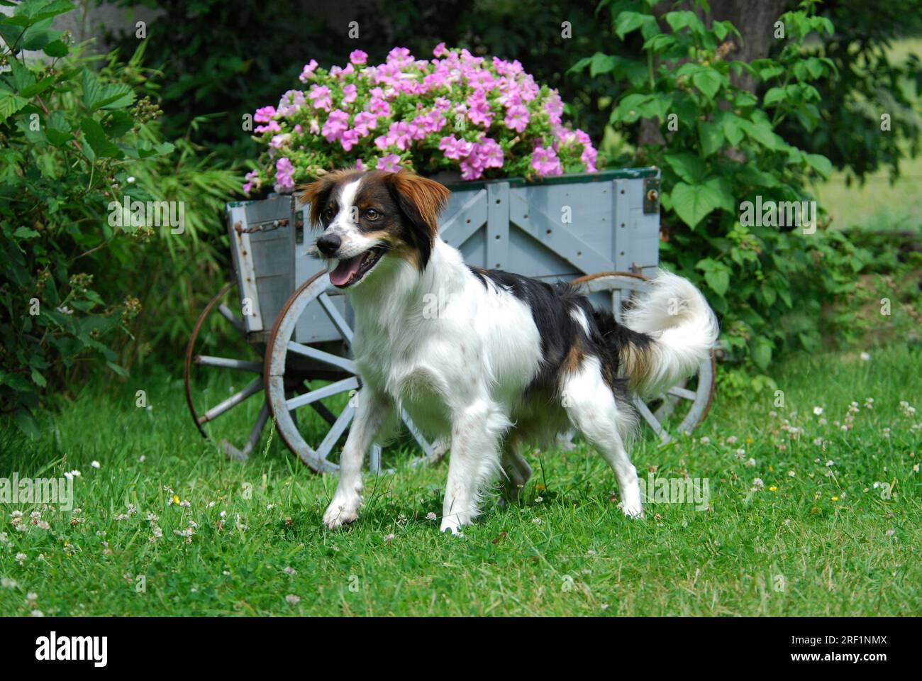 Victorian dog cart hi-res stock photography and images - Alamy