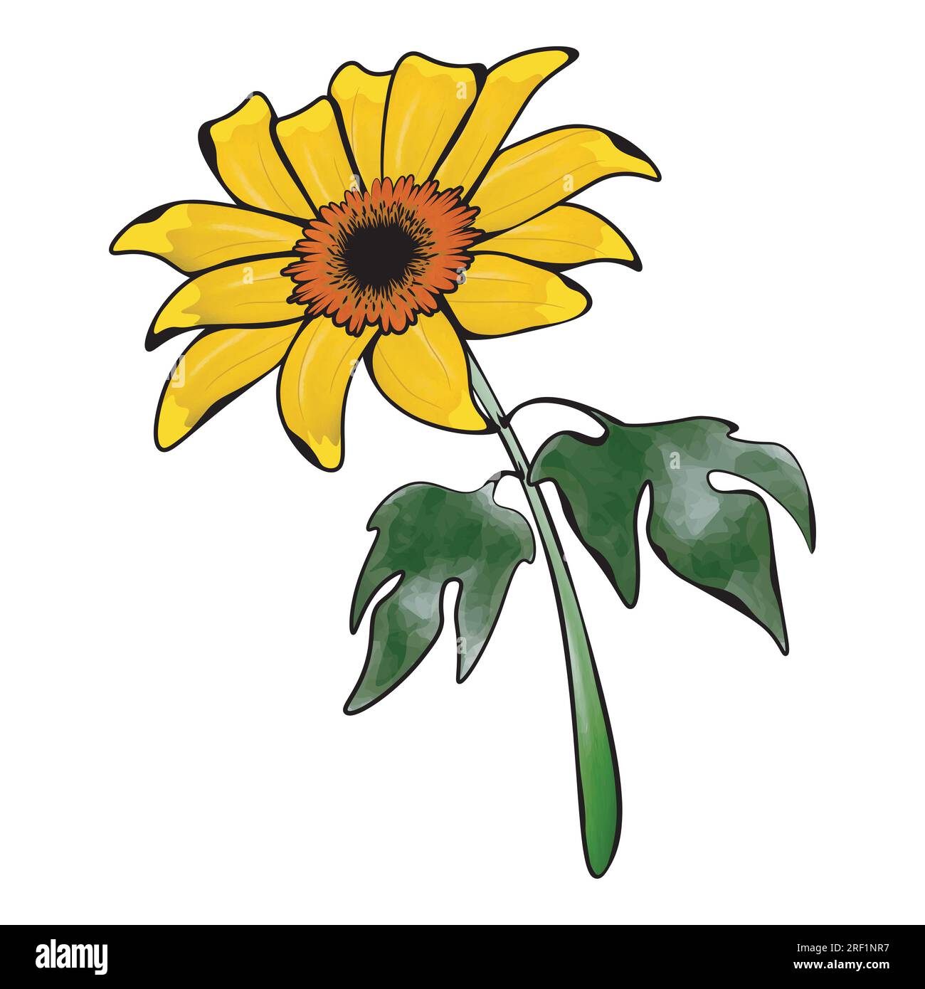 Marigold wallpaper Stock Vector Images - Alamy