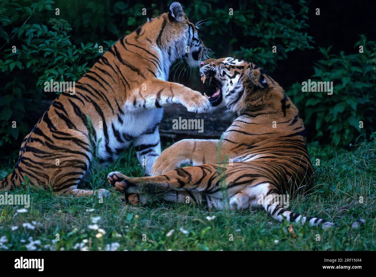 Siberian tiger (Panthera tigris altaica) at the zoo, Siberian tiger or Amur tiger, fighting Stock Photo