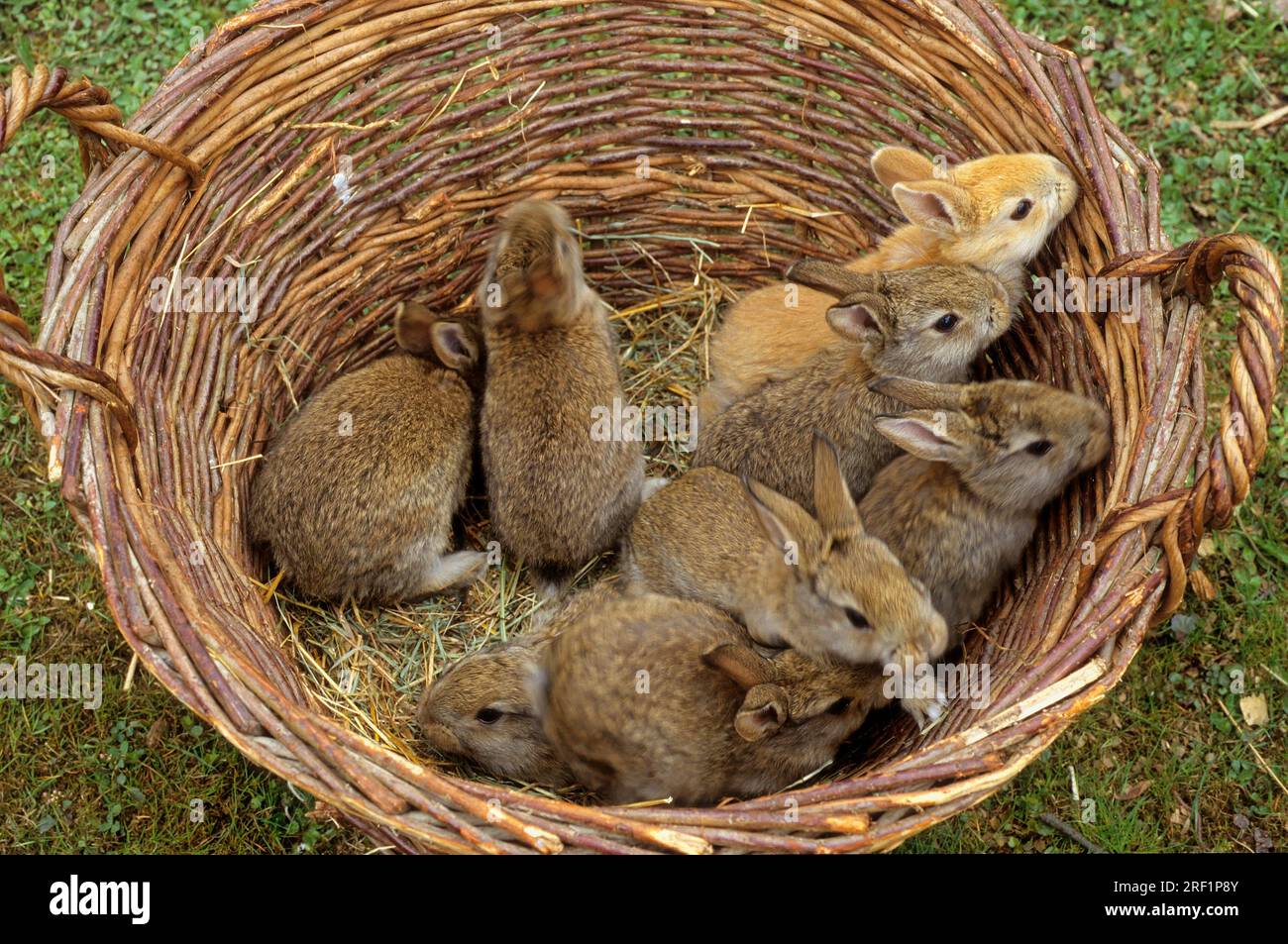 Hare rabbit small cute hi-res stock photography and images - Alamy