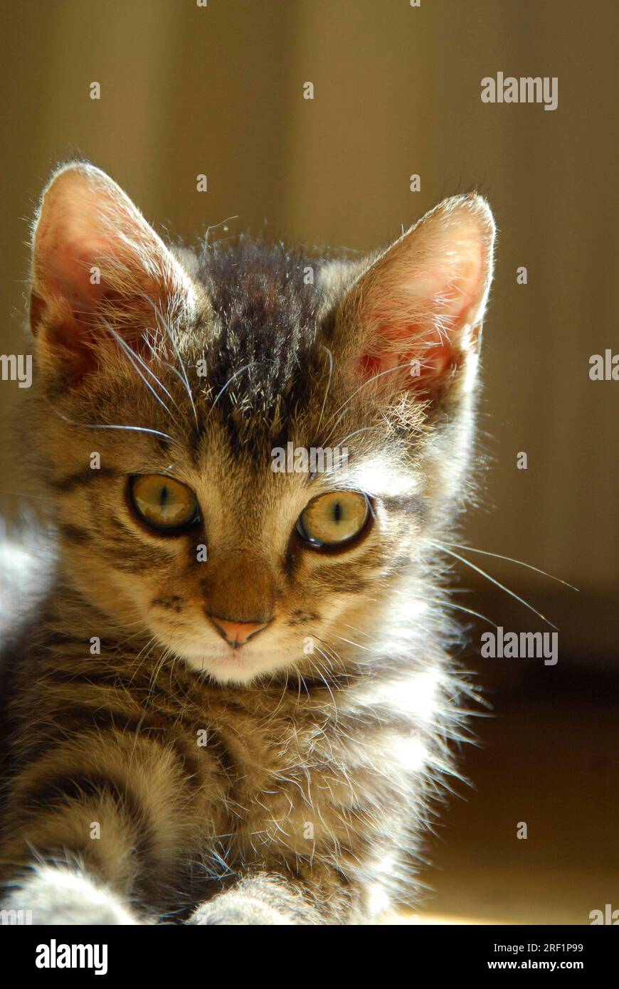 Young domestic kitten mackerel portrait kitten tabby portrait Non pedigree wildcat felis silvestris forma catus domesticus Stock Photo Alamy