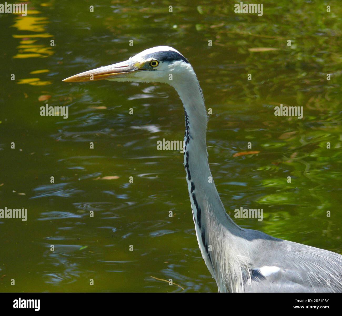 Grey heron (Ardea cinerea) in the water, grey heron, fish pond Stock Photo