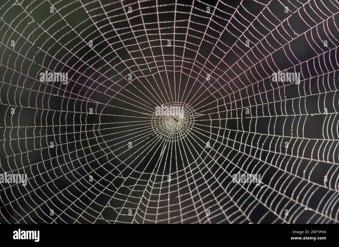 Spider web with rope Stock Photo Alamy
