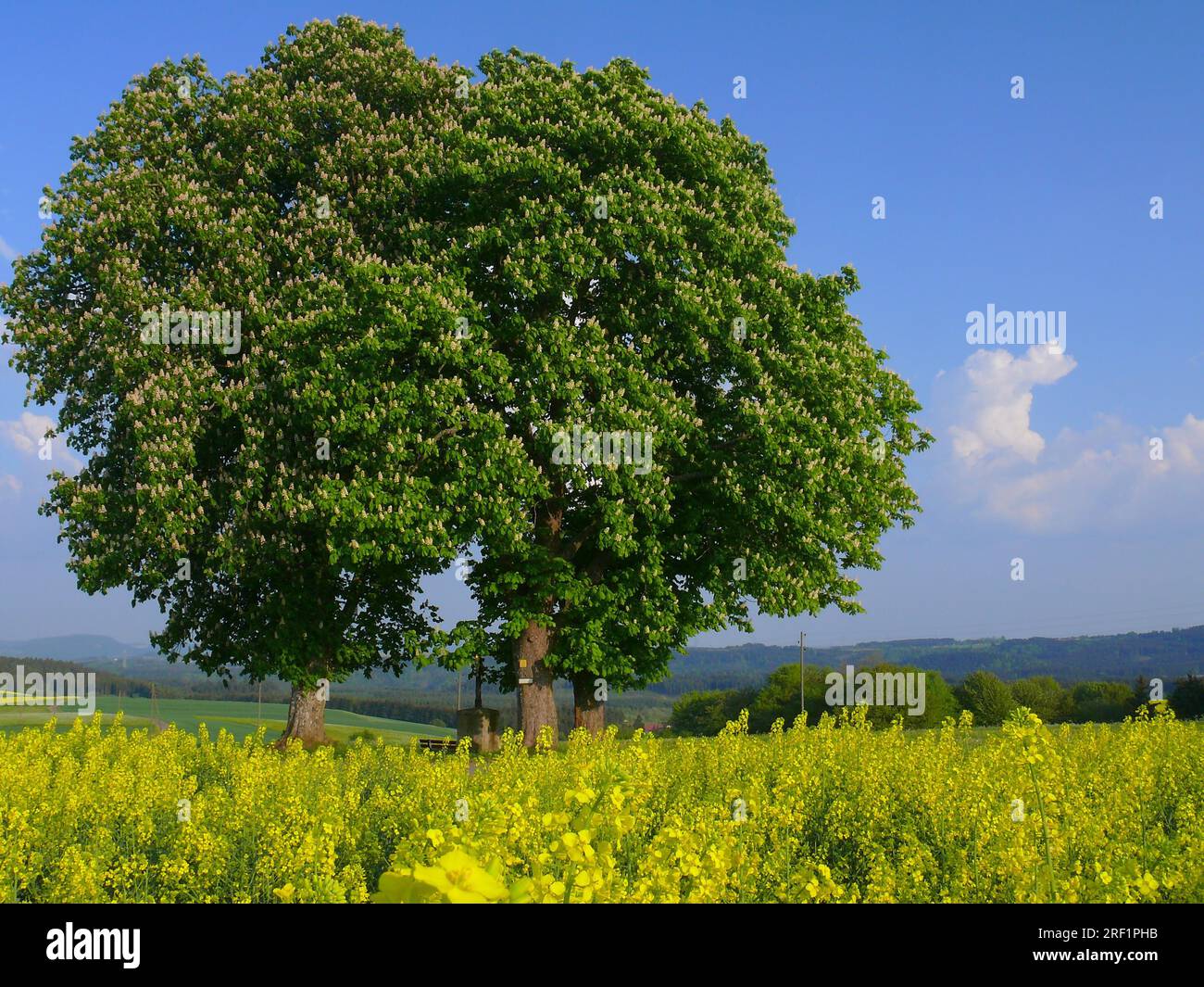 Rapre Tree Chestnut trees in rape field Stock Photo - Alamy