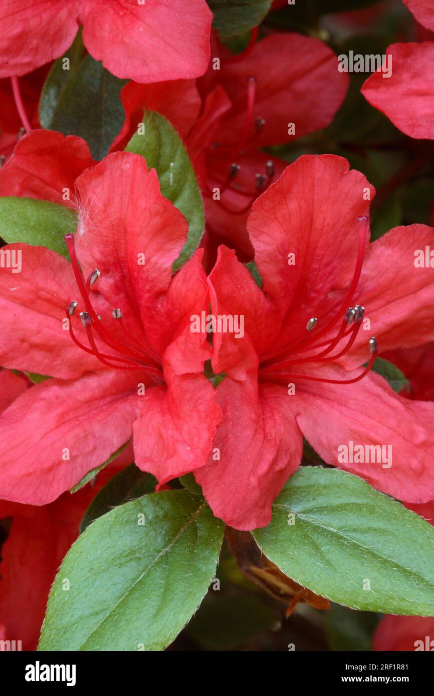 Japanese Azalea - Rhododendron 'Aladdin' Stock Photo - Alamy