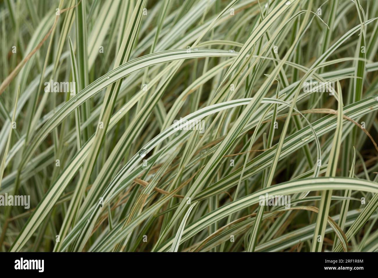Arrhenatherum elatius var. bulbosum 'Variegatum' - White smooth oat Bulbous oat grass Stock Photo