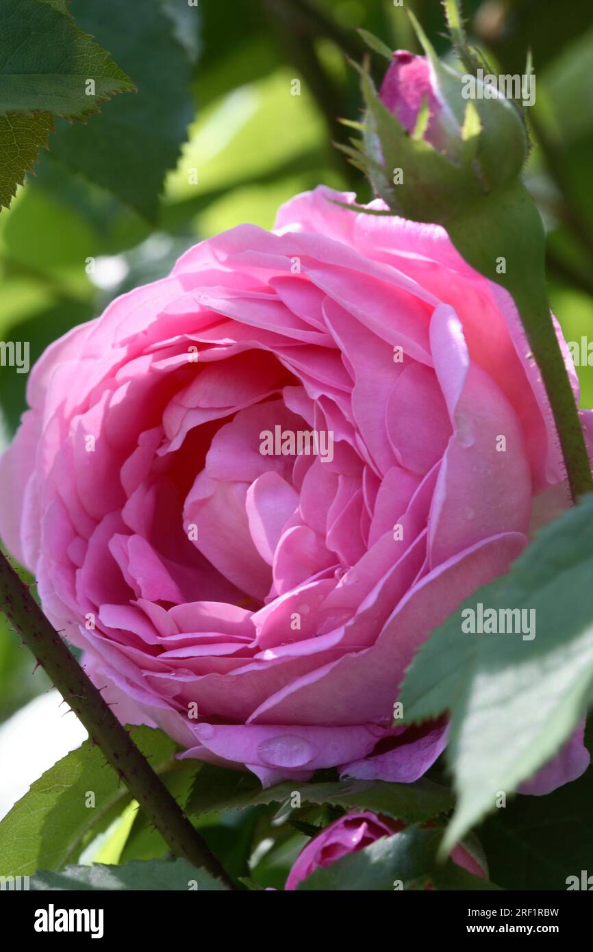 English Climbing Rose - Rosa 'Constance Spray Stock Photo - Alamy