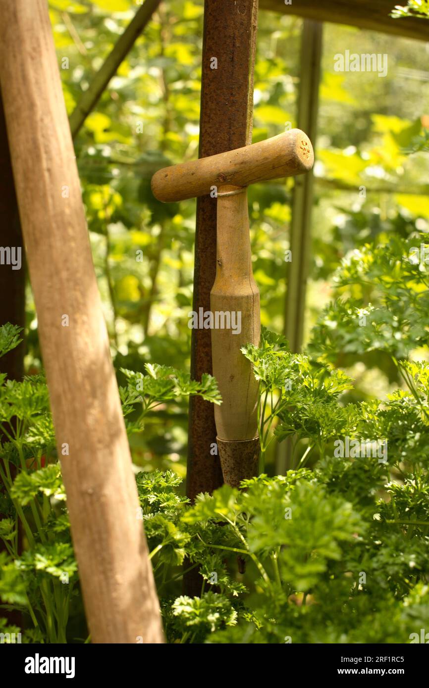 - Parsley (Petroselinum crispum) with planting stock seedwood Stock Photo