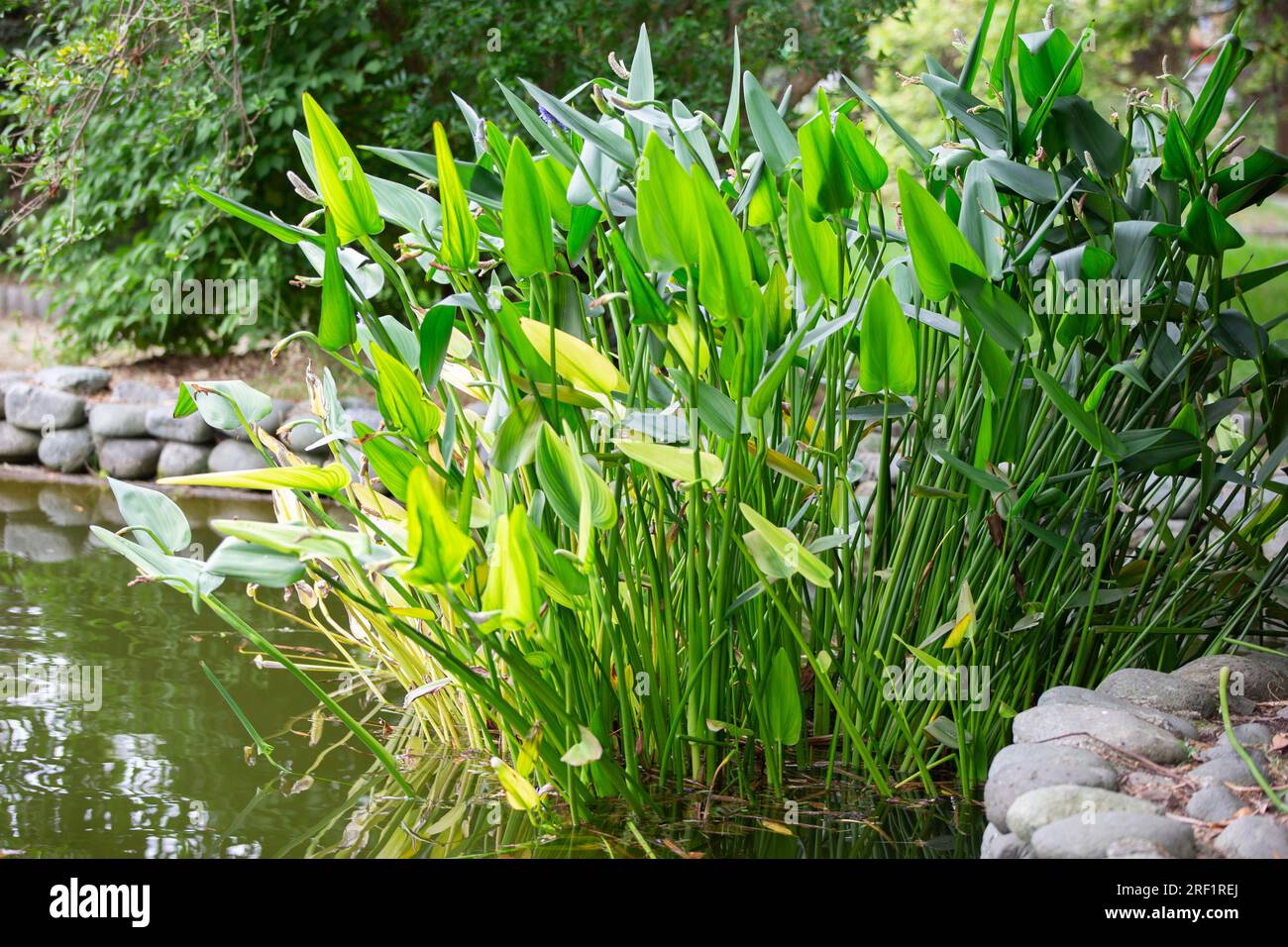 Artificial swamp hi-res stock photography and images - Alamy