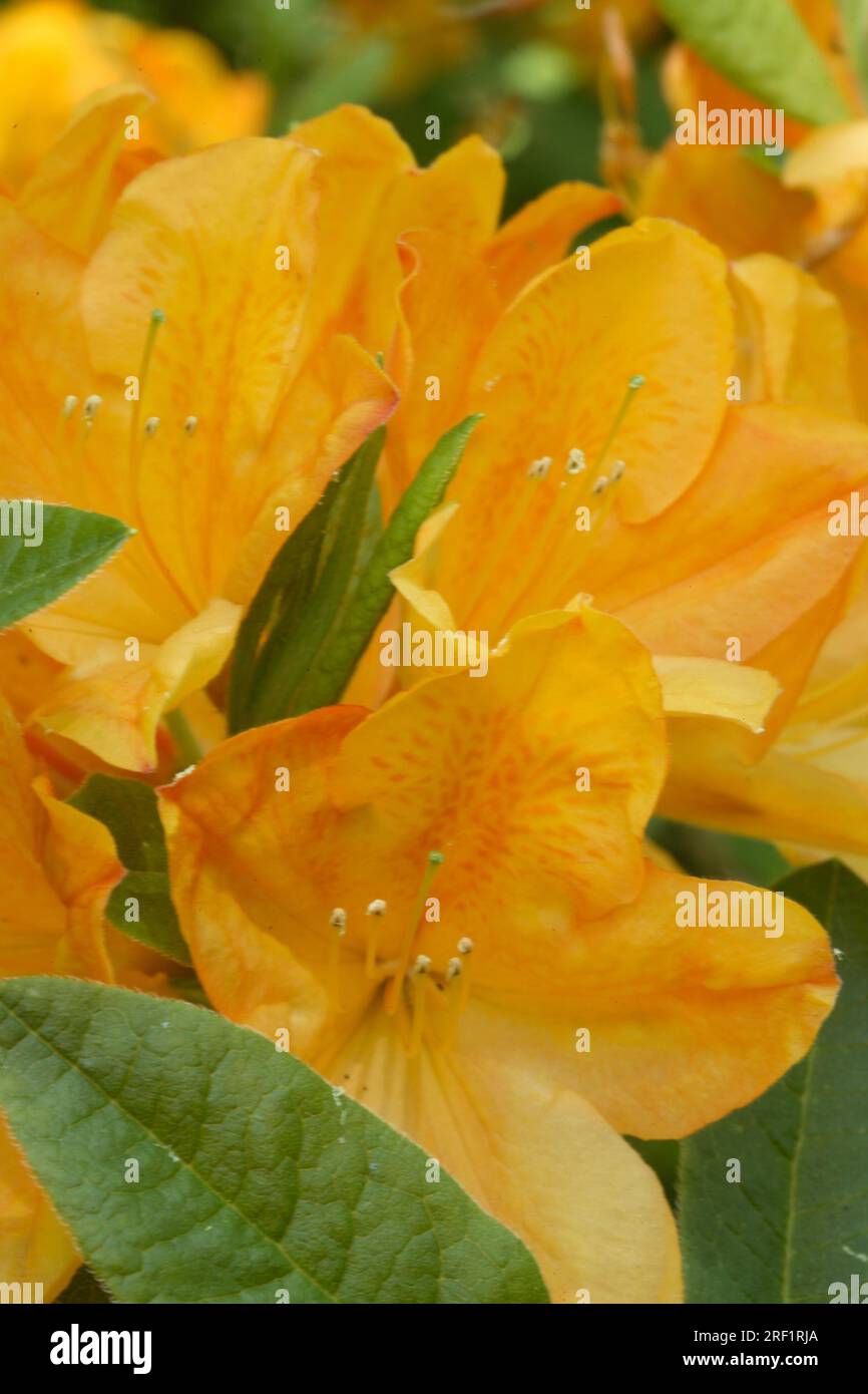 Azalea Deciduous Rhododendron 'Nicolaas Beets Stock Photo Alamy