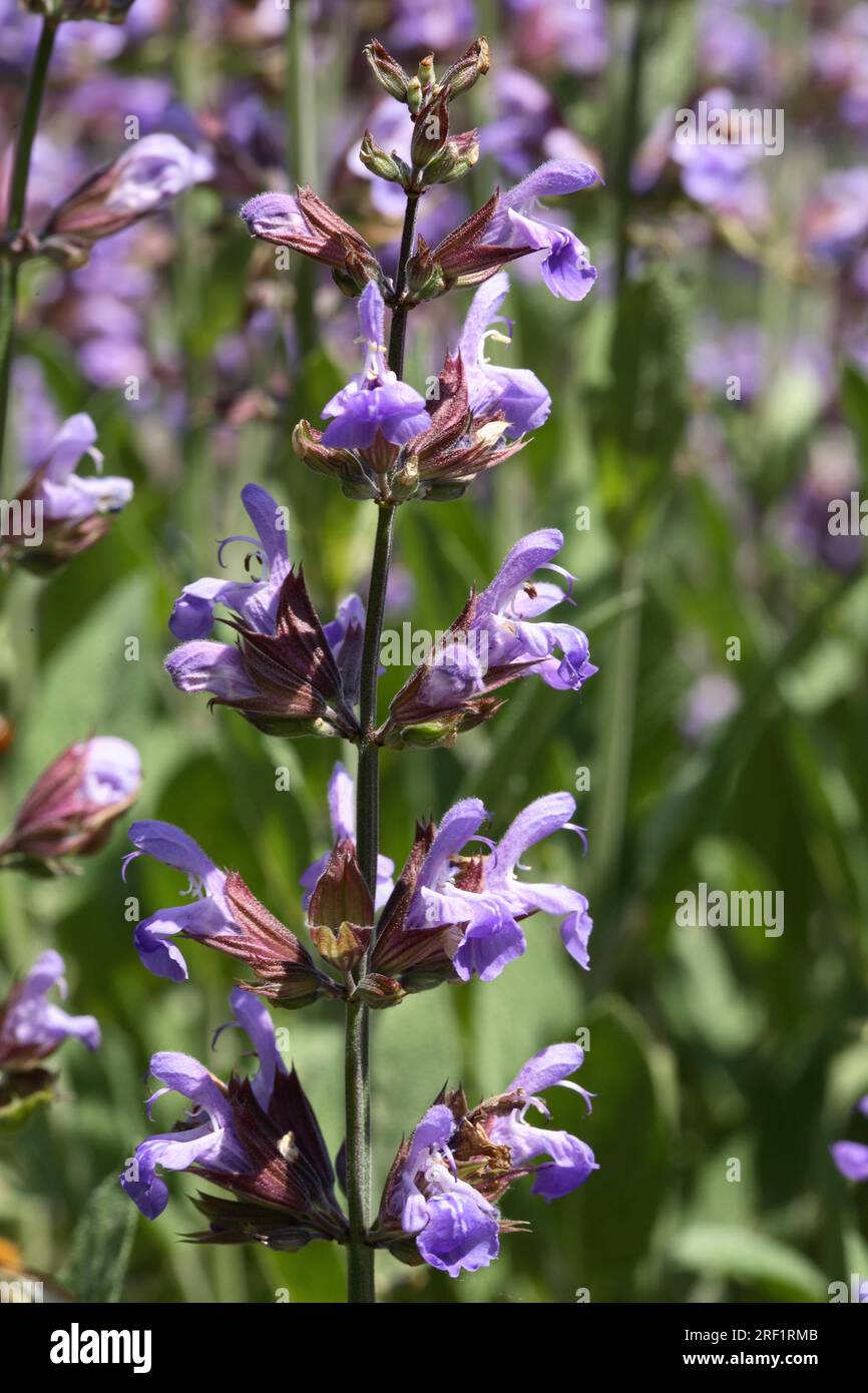  True sage Garden sage (Salvia officinalis Stock Photo Alamy
