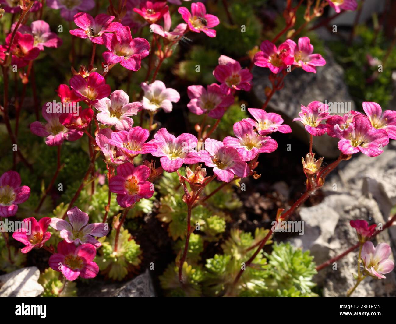 - Rose saxifrage (Saxifraga rosacea) Stock Photo