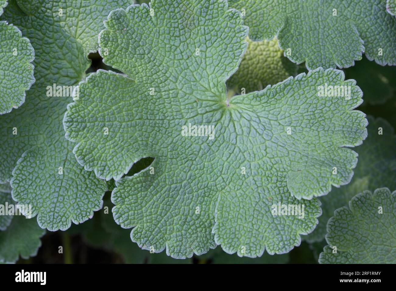 Geranium renardii - Caucasian Cranesbill Stock Photo