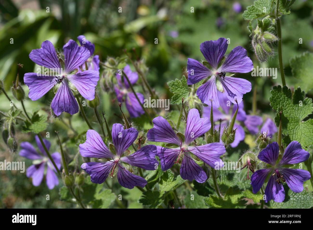 Geranium renardii 'Philippe Vapelle' - Caucasian Cranesbill Stock Photo