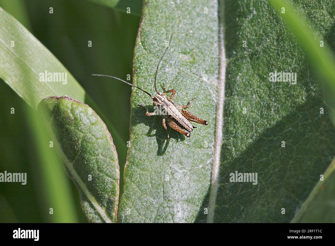 Common bush cricket (Pholidoptera griseoaptera), Germany Stock Photo
