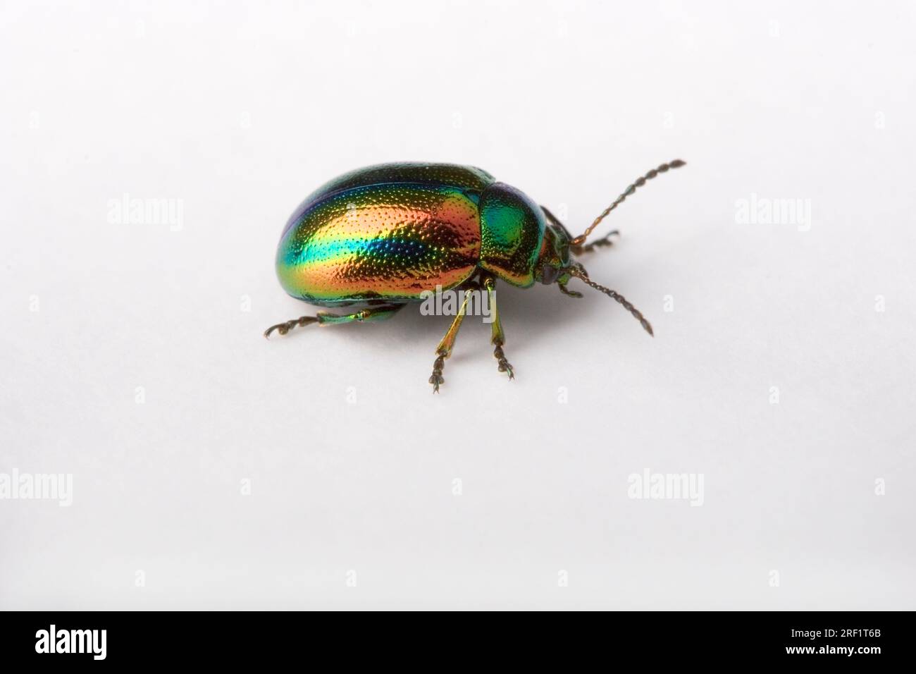 Oval-eyed leaf beetle (Chrysolina fastuosa), Germany Stock Photo