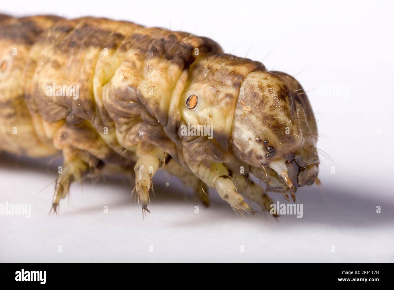 Pale yellow jewel moth, caterpillar (Crocallis elinguaria), Germany