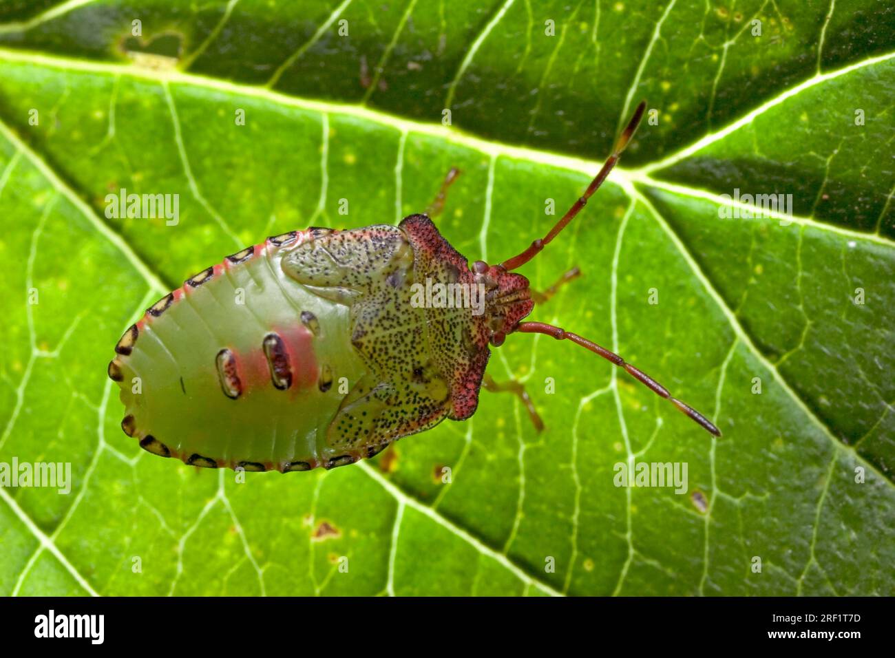 Green shield bug, larva (Palomena prasina), Germany Stock Photo