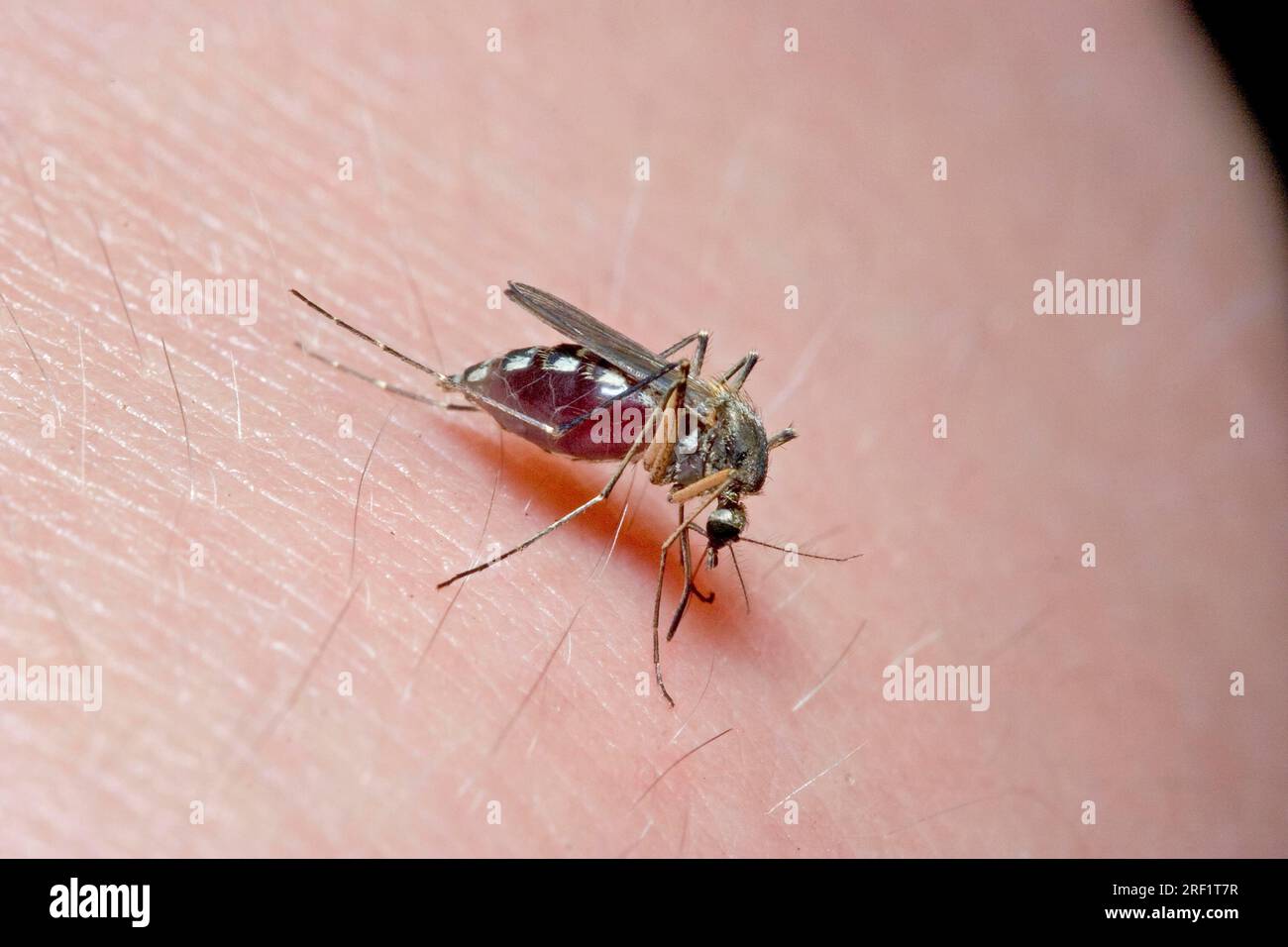 House mosquito on human skin (Culex pipiens), Germany Stock Photo