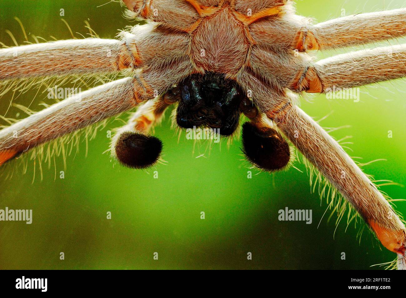 Huntsman cane spider (Heteropoda venatoria), banana spider Stock Photo