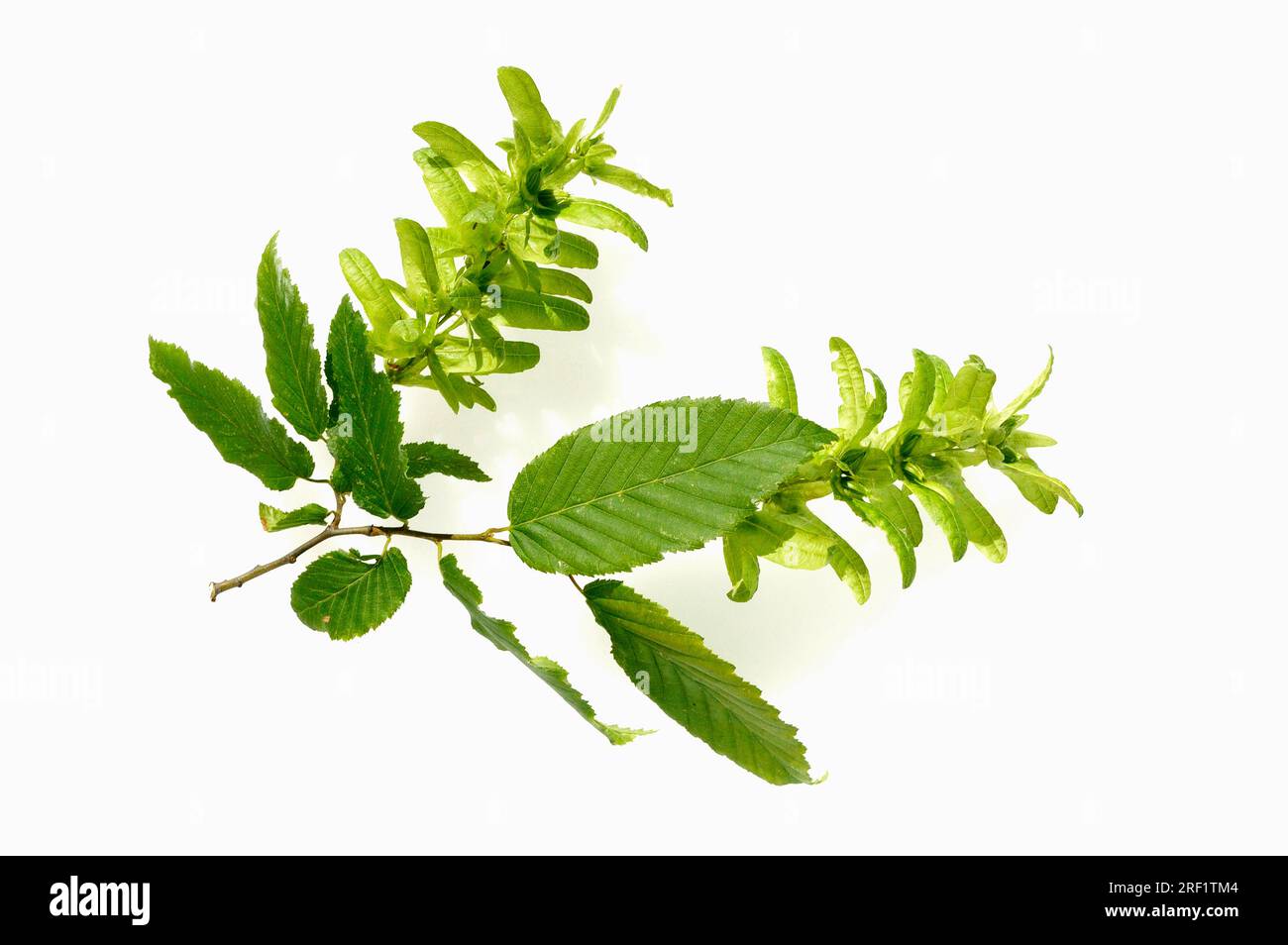 Hornbeam (Carpinus betulus), twig with fruits and leaves Stock Photo