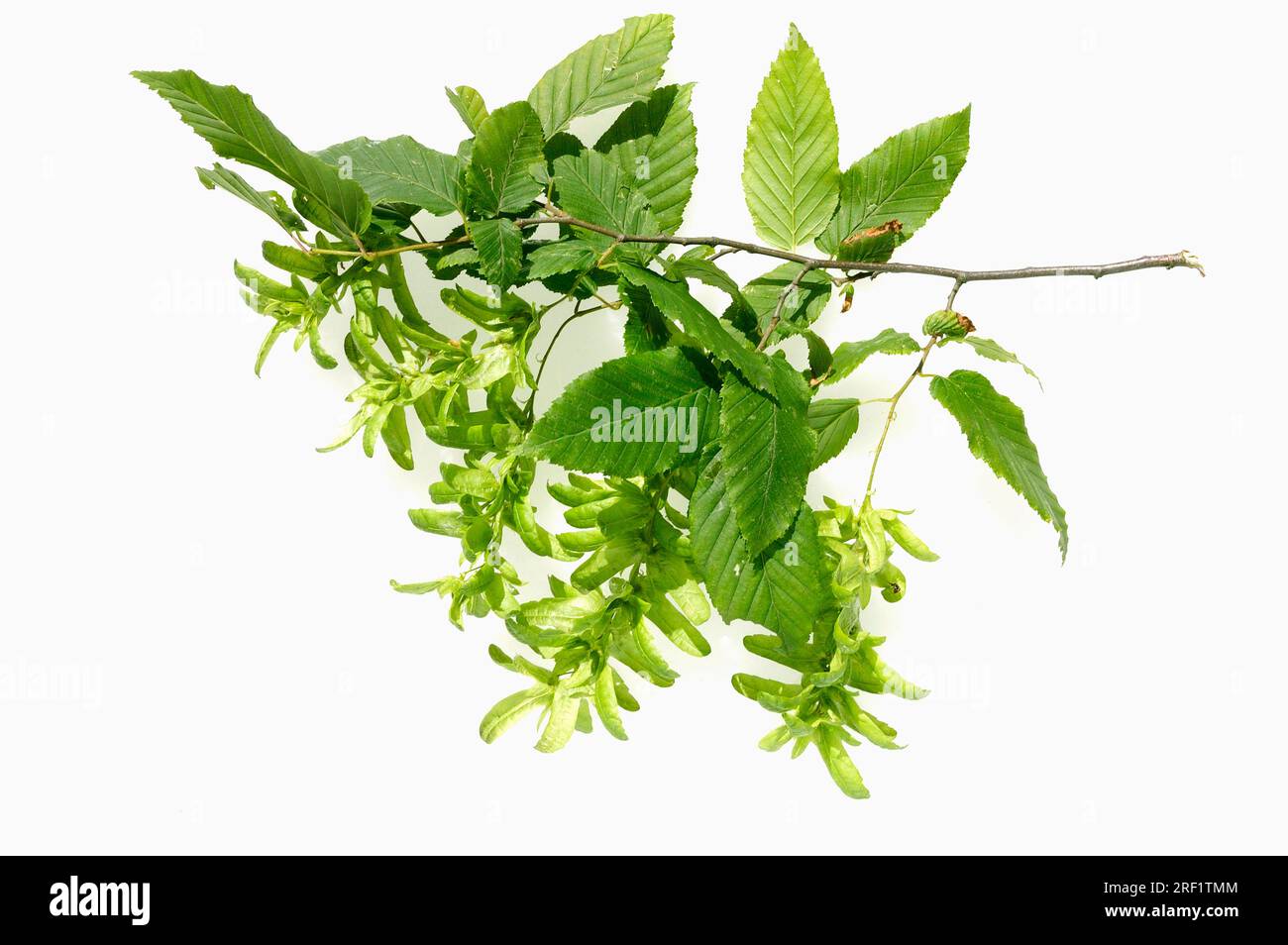 Hornbeam (Carpinus betulus), twig with fruits and leaves Stock Photo