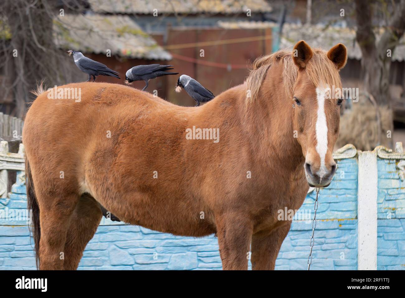 Country life. Birds sit on the back of a horse and pull out its hair to ...