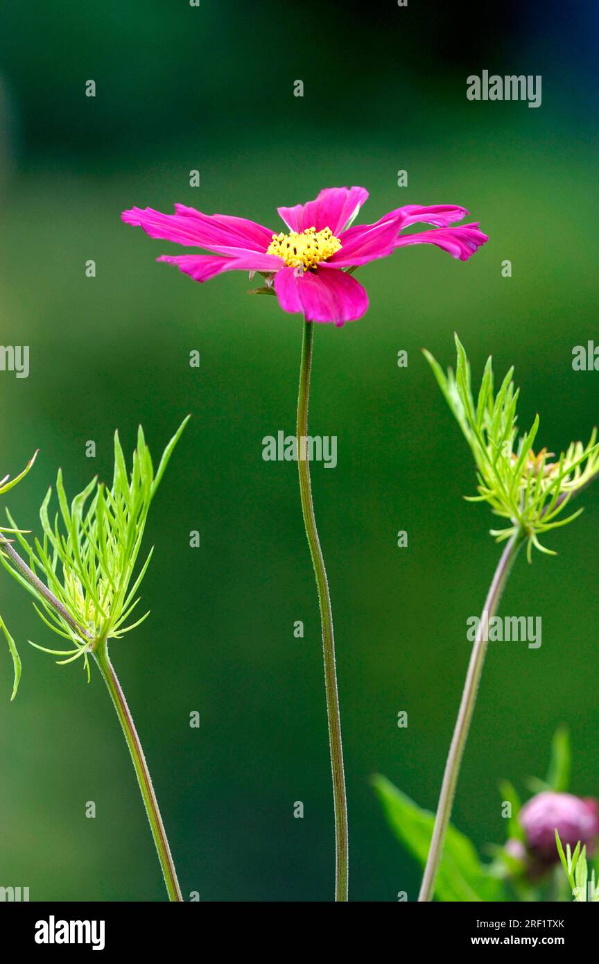 Cosmea plant hi-res stock photography and images - Alamy