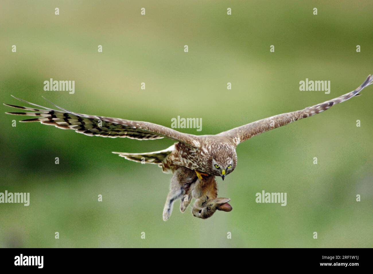 Female hen harrier in flight hi-res stock photography and images - Alamy