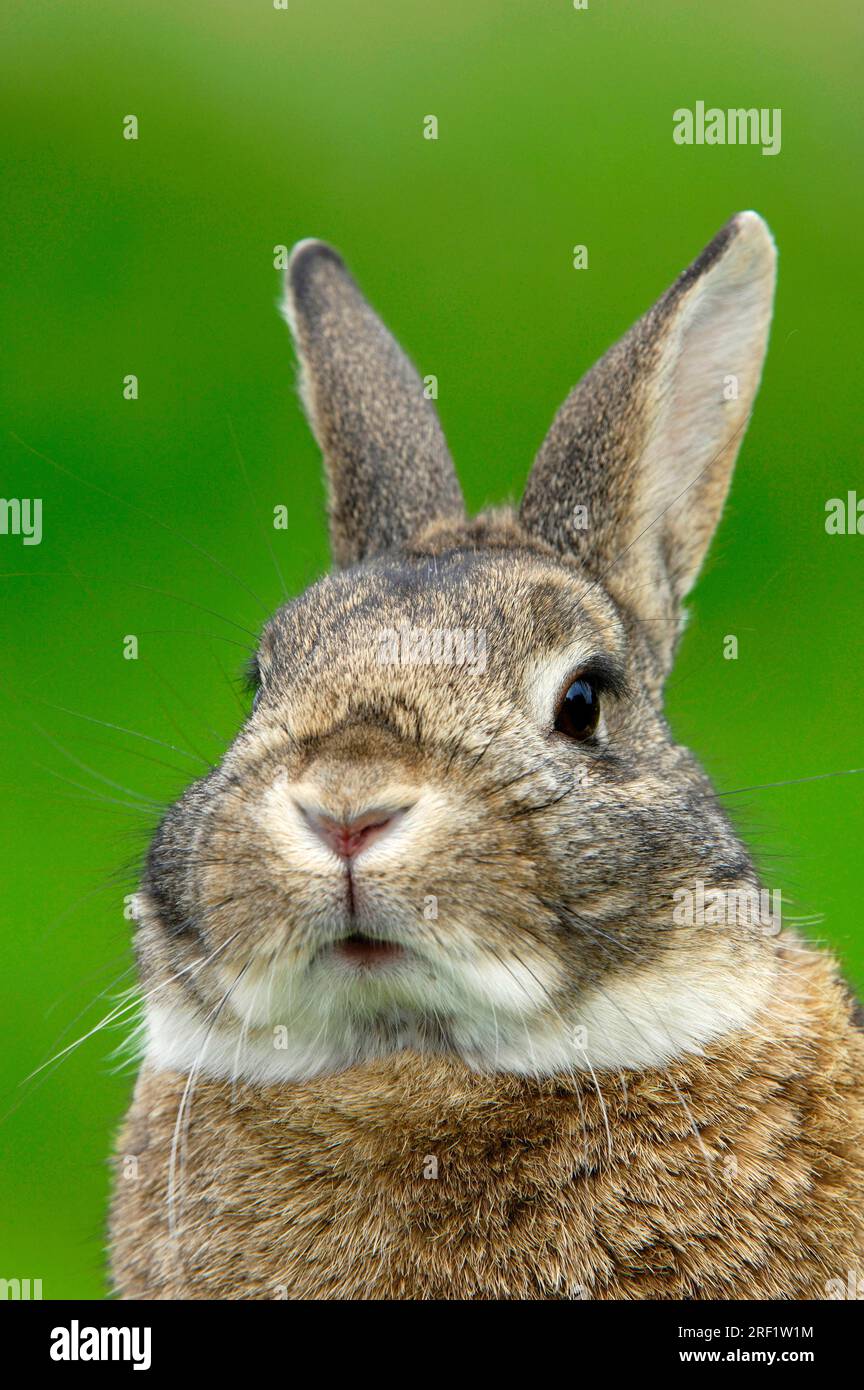 Dwarf rabbits, domestic rabbits Stock Photo Alamy