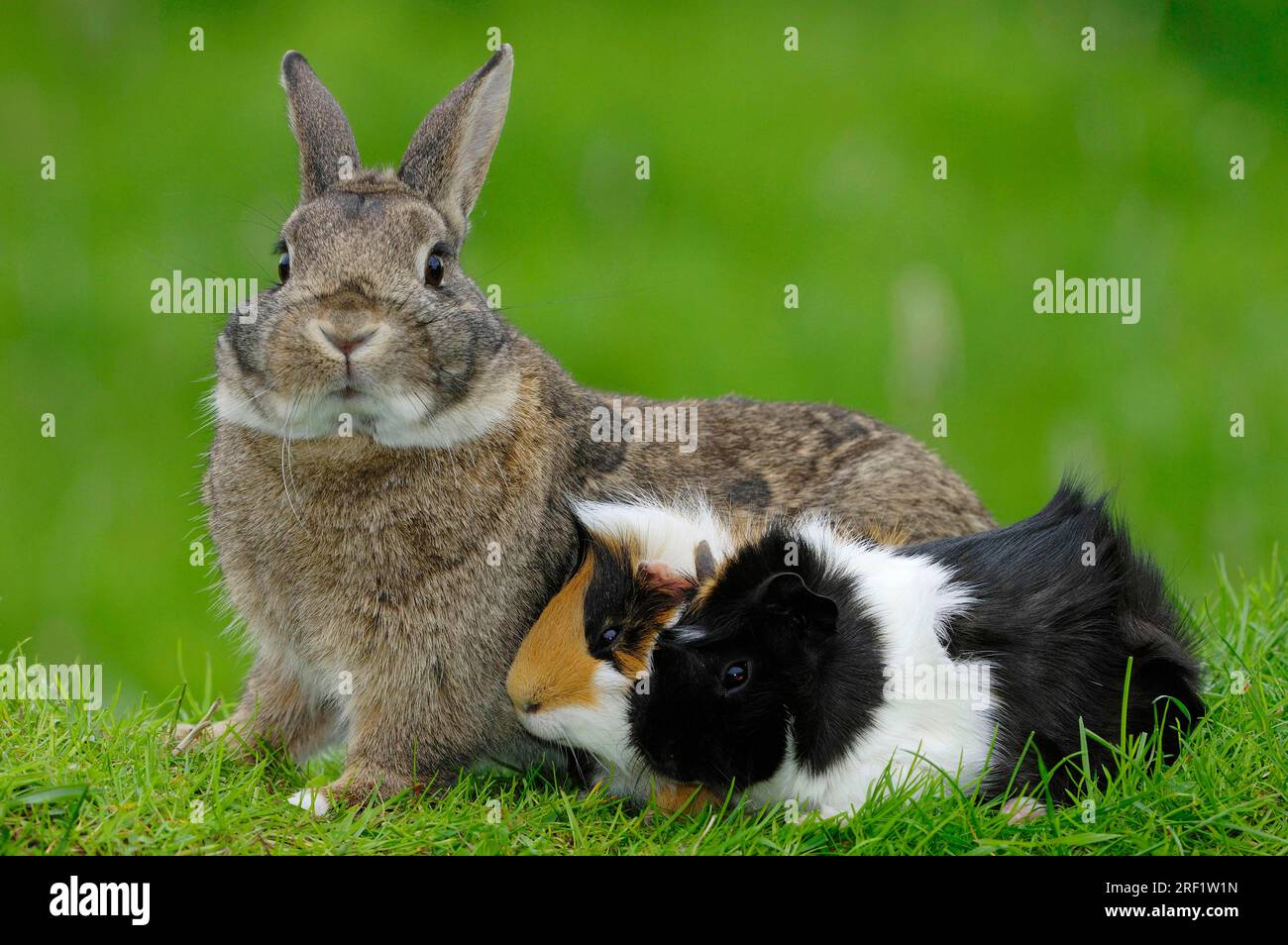 Dwarf rabbits and guinea pigs, domestic rabbits Stock Photo Alamy