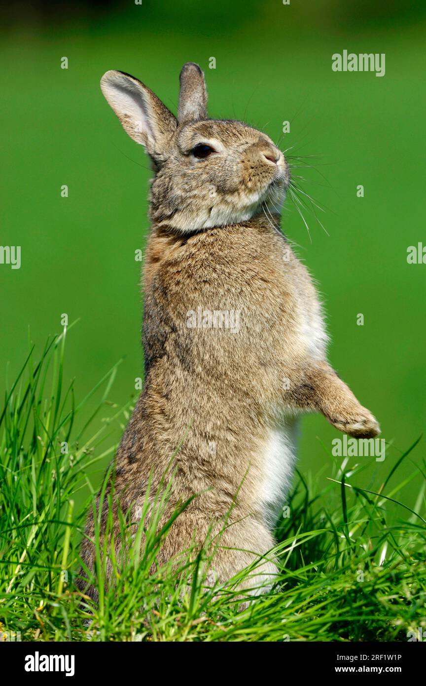 Dwarf rabbits, domestic rabbits Stock Photo Alamy
