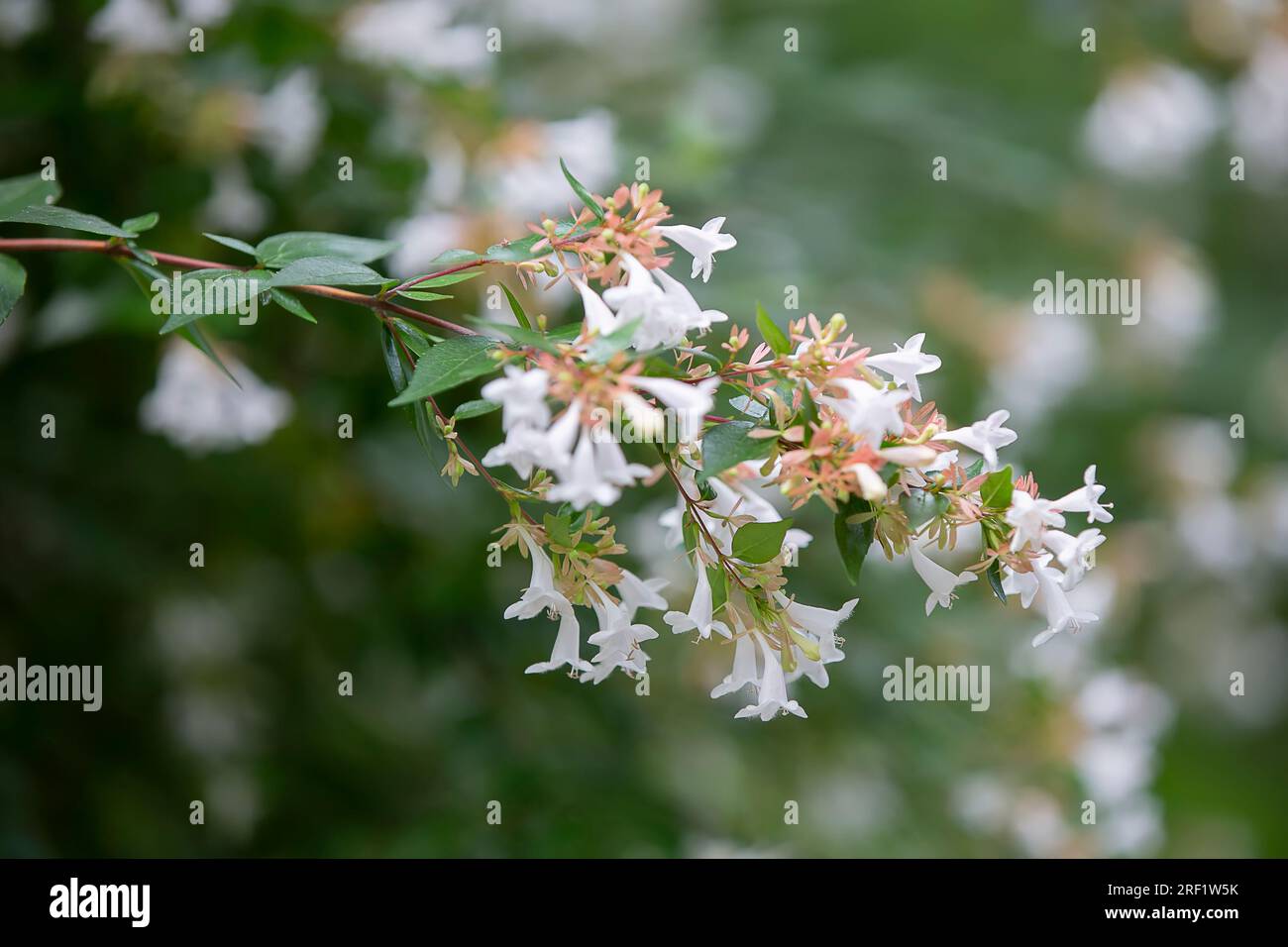 Flowering branch of abelia grandiflora on a green background. Stock Photo