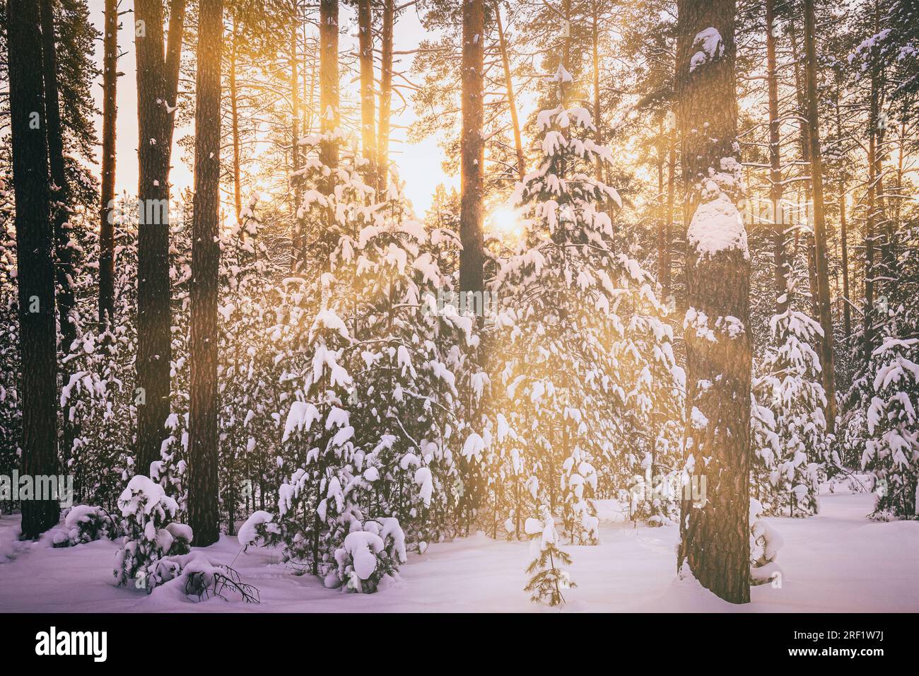 Sunset or sunrise in the winter pine forest covered with a snow. Rows ...