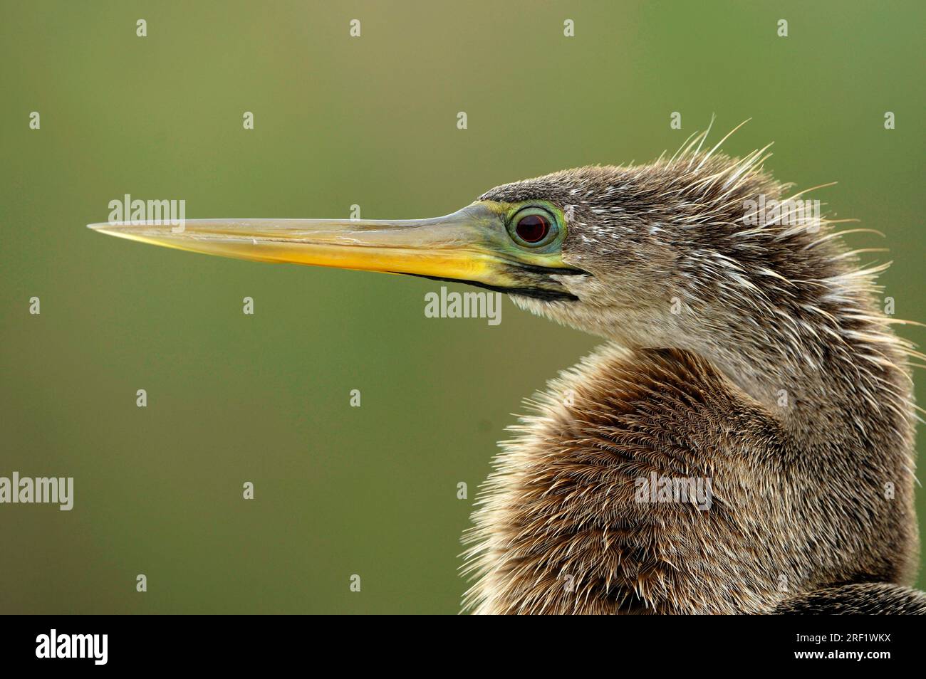 Anhinga (Anhinga anhinga), female, Everglades National Park, Florida, lateral, profile, USA Stock Photo