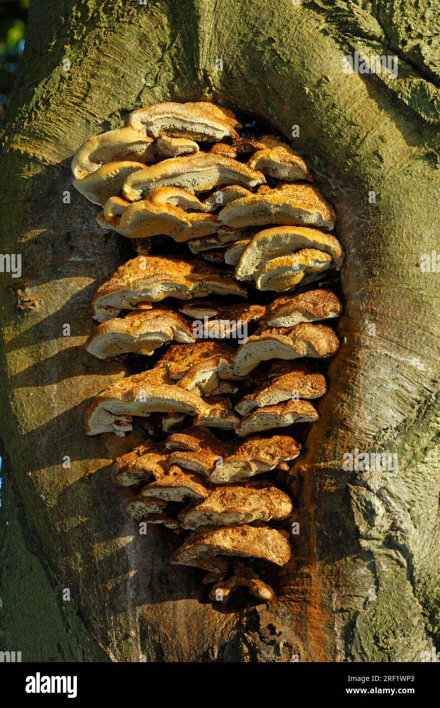 Alder pointer on beech trunk (Inonotus radiatus), fungus, Netherlands