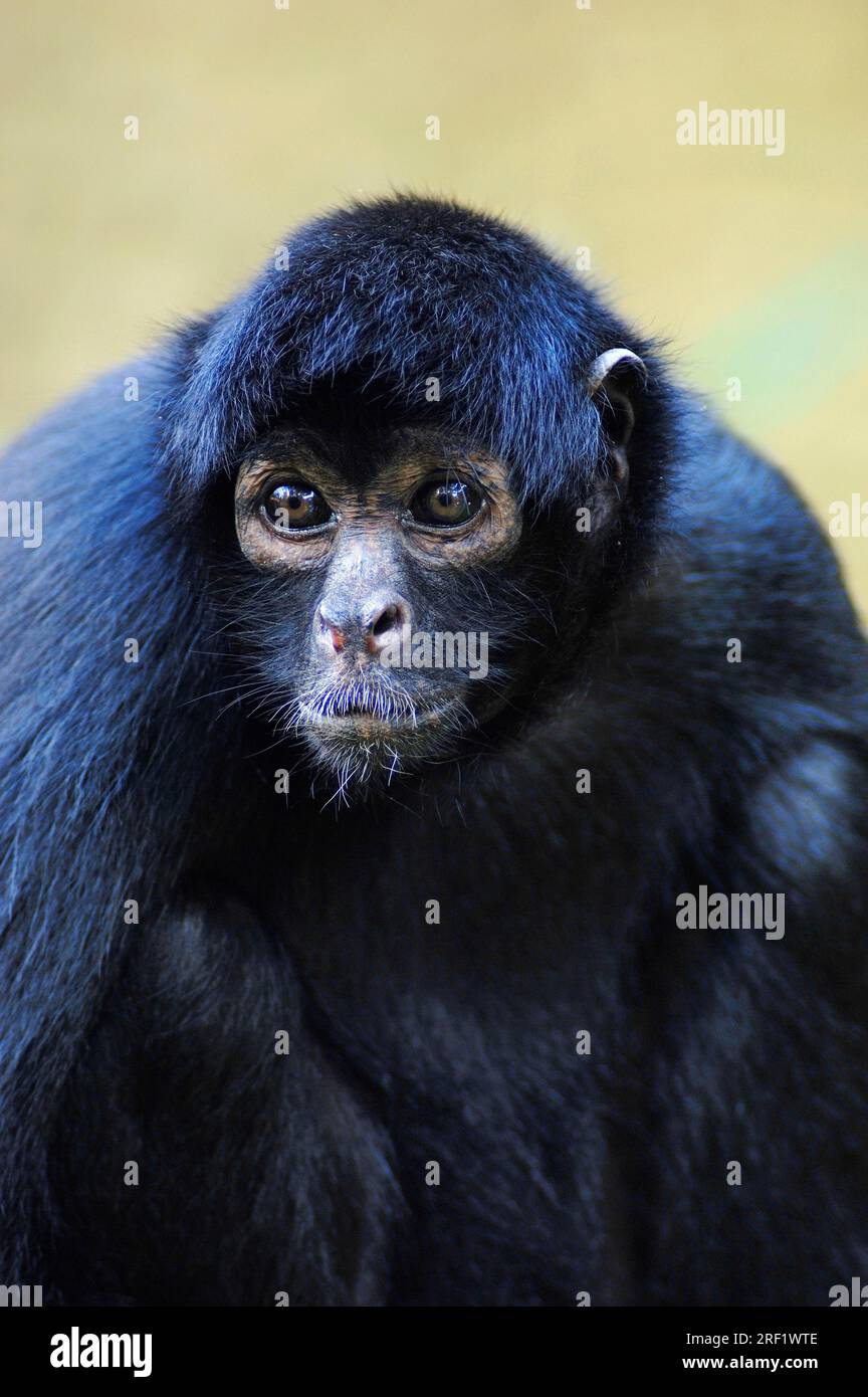 Black red-faced spider monkey (Ateles paniscus Stock Photo - Alamy