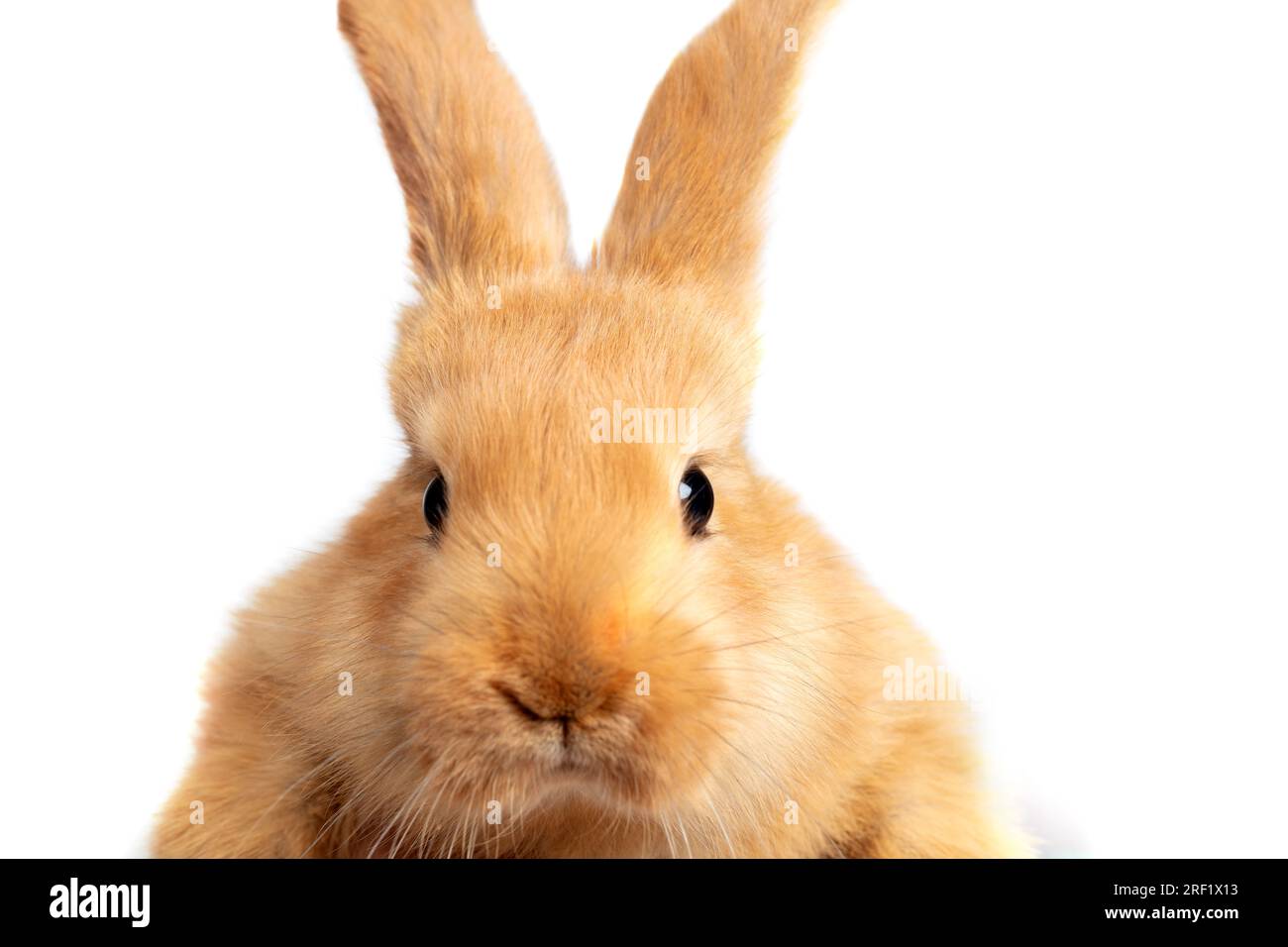 Muzzle of a red rabbit close-up on a white background. Stock Photo