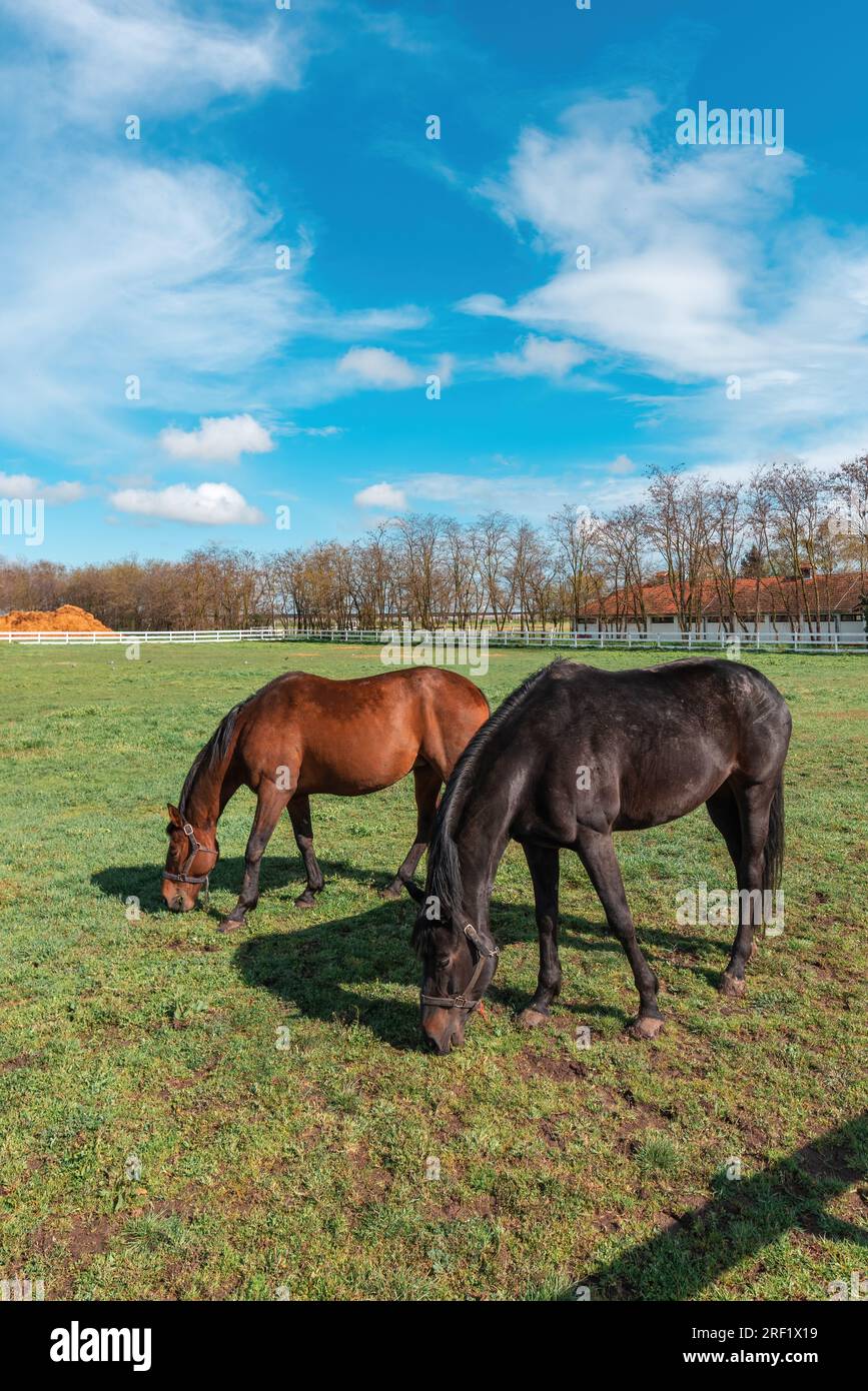 The beauty of two majestic mares leisurely grazing in a spacious fenced yard. Animals enjoying the outdoors freedom to feed on lush green grass. Verti Stock Photo
