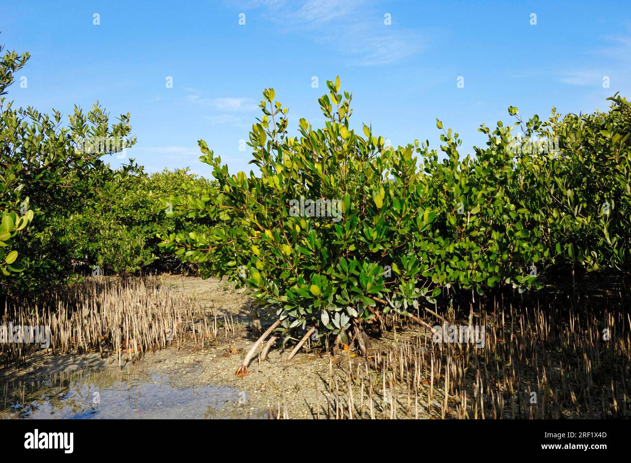 Black Manroves, Sanibel Island, Florida, USA (Avicennia germinans) Stock Photo